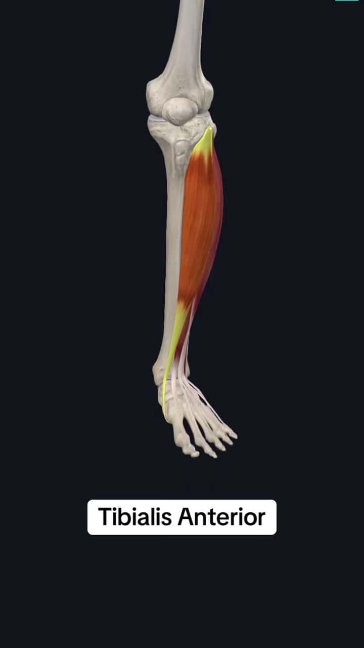 Cover for Follow for more!! #medical #medicalstudent #anatomyclass #anatomyandphysiology #anatomylesson #physicaltherapy #physicaltherapist #medicine #exercises #fyp #trending #medicaltiktok #healthcare #studyhacks #muscle