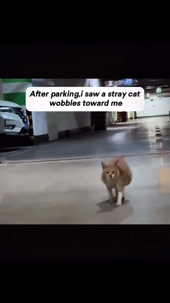 Cover for rescue cat catsoftiktok cute 57006 #trending