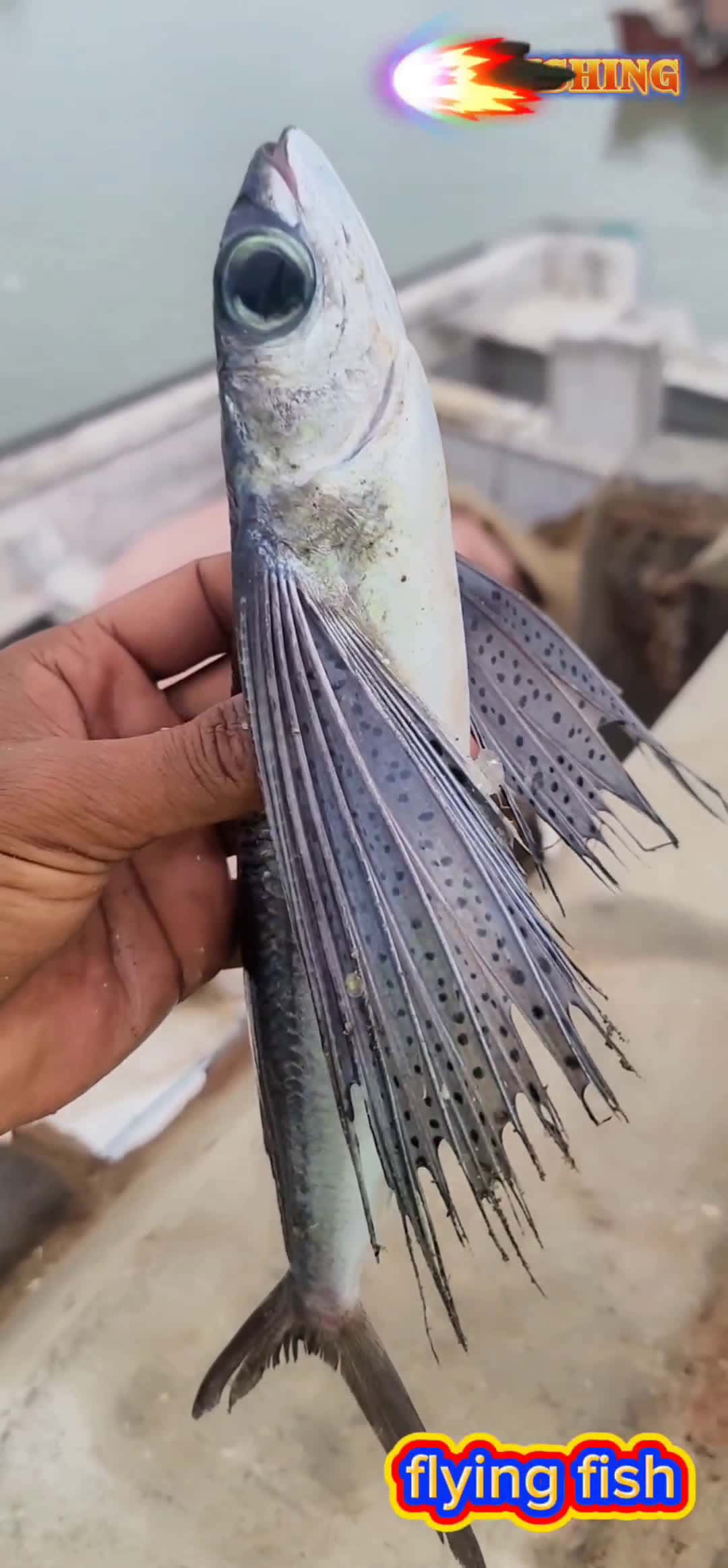 Cover for #flyingfish 
