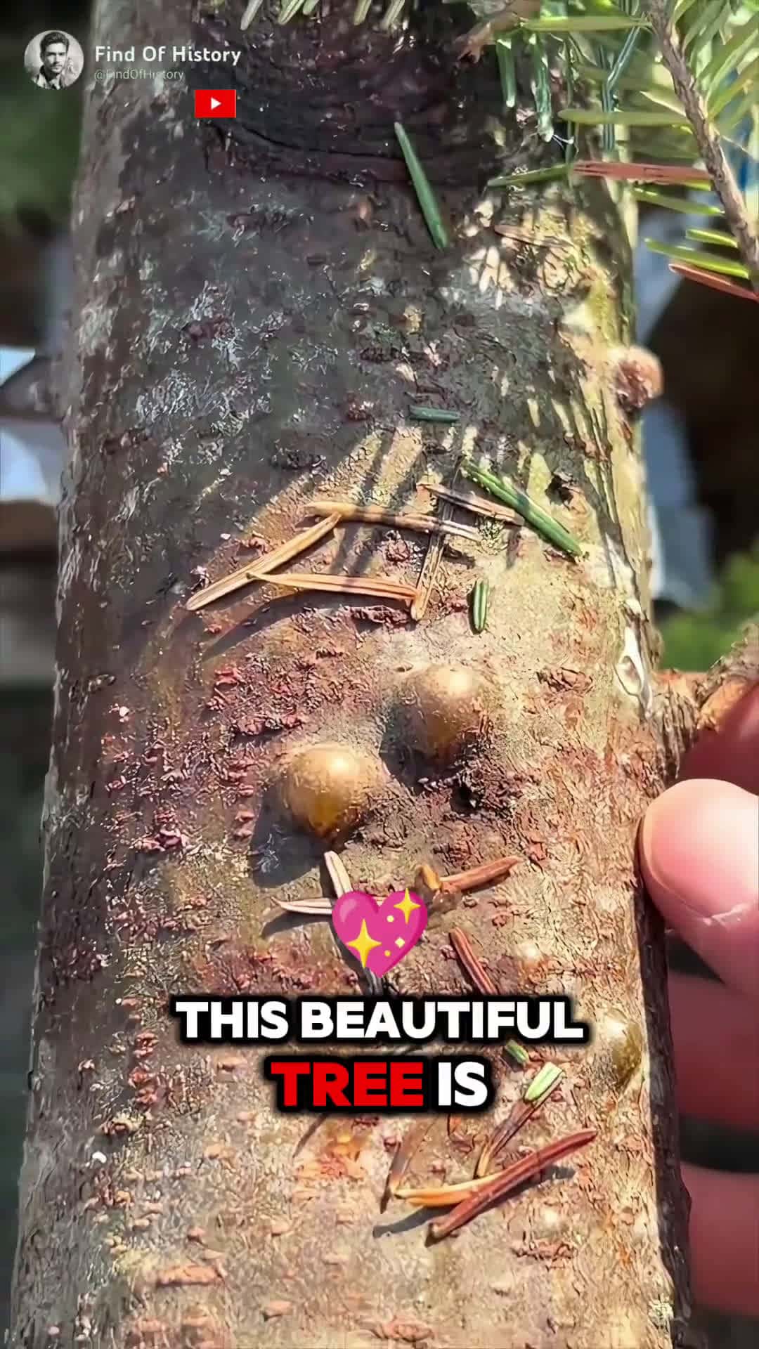 Cover for Looks Normal But This Tree Can Heal You short shorts