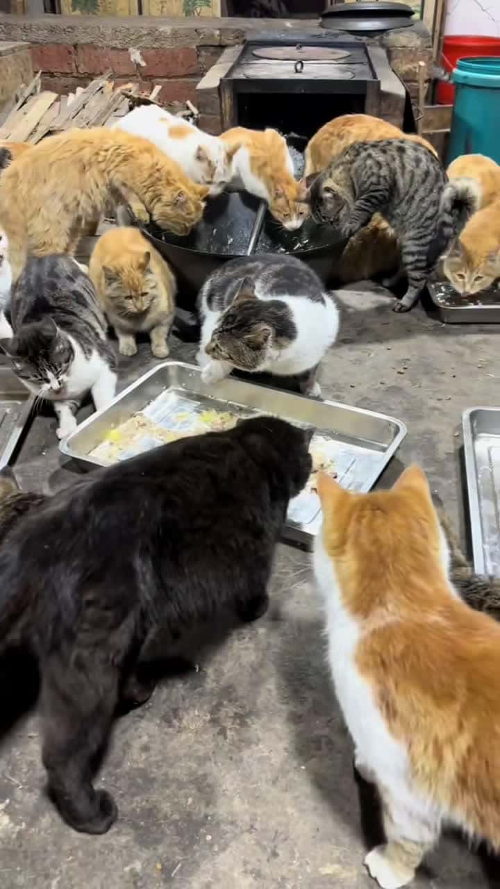 Cover for Quá trời cái nết ròi #cat #cats #catsoftiktok #meo #meow #xh #fyp