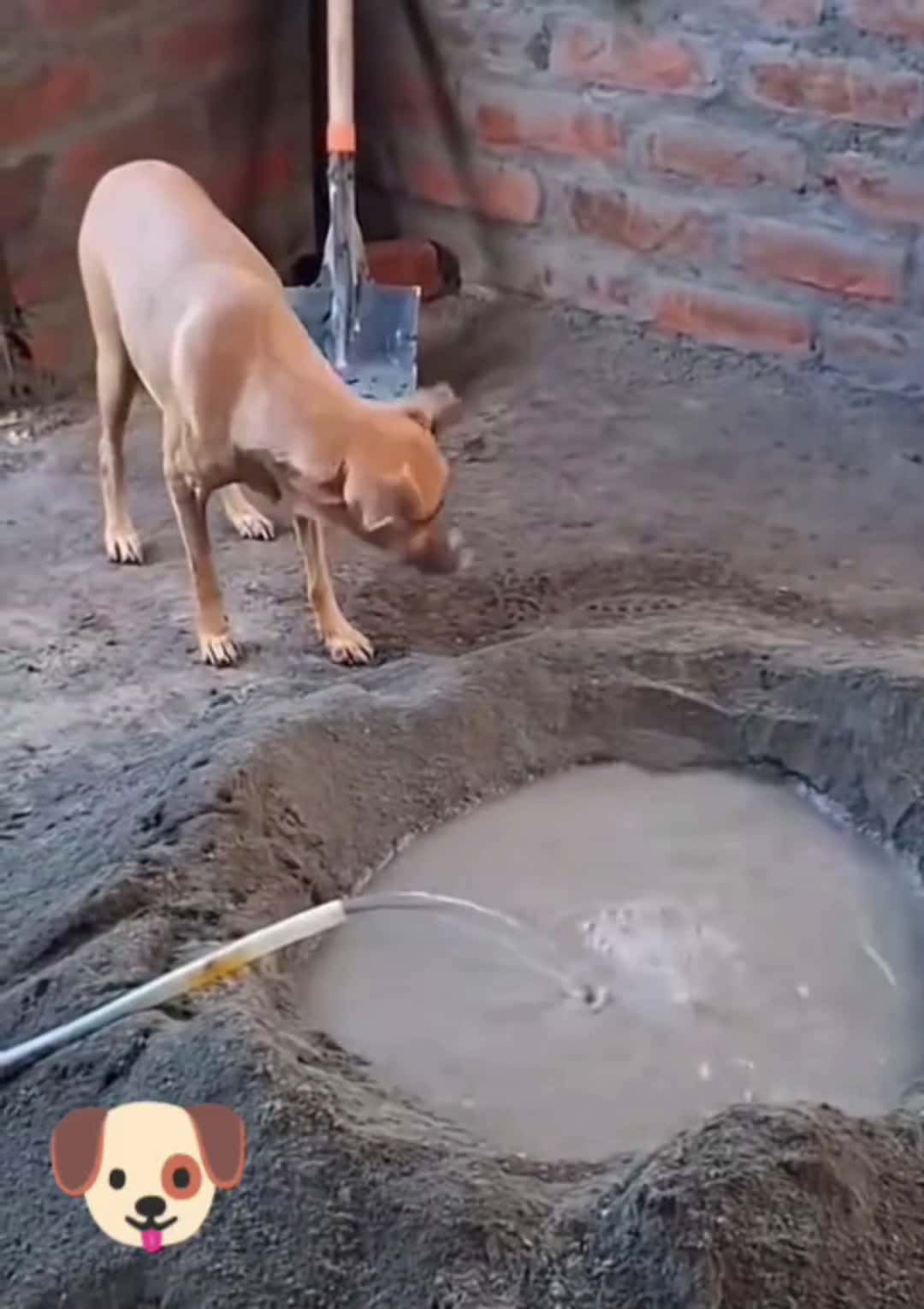 Cover for funny video dog #pet  #cute  #funny  #video  #dog 