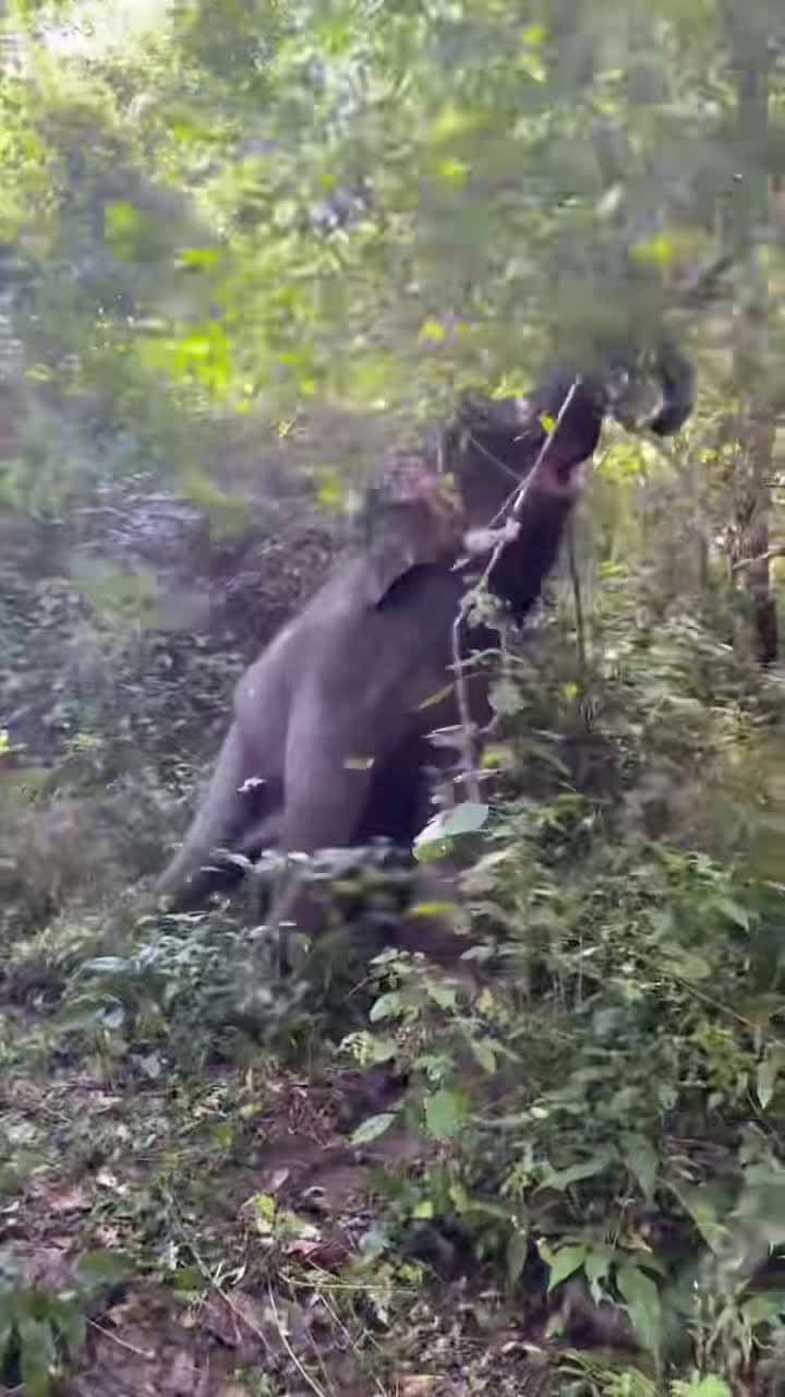 Cover for Is my pole dancing good？#tiktok #fyp #elephants #animals 