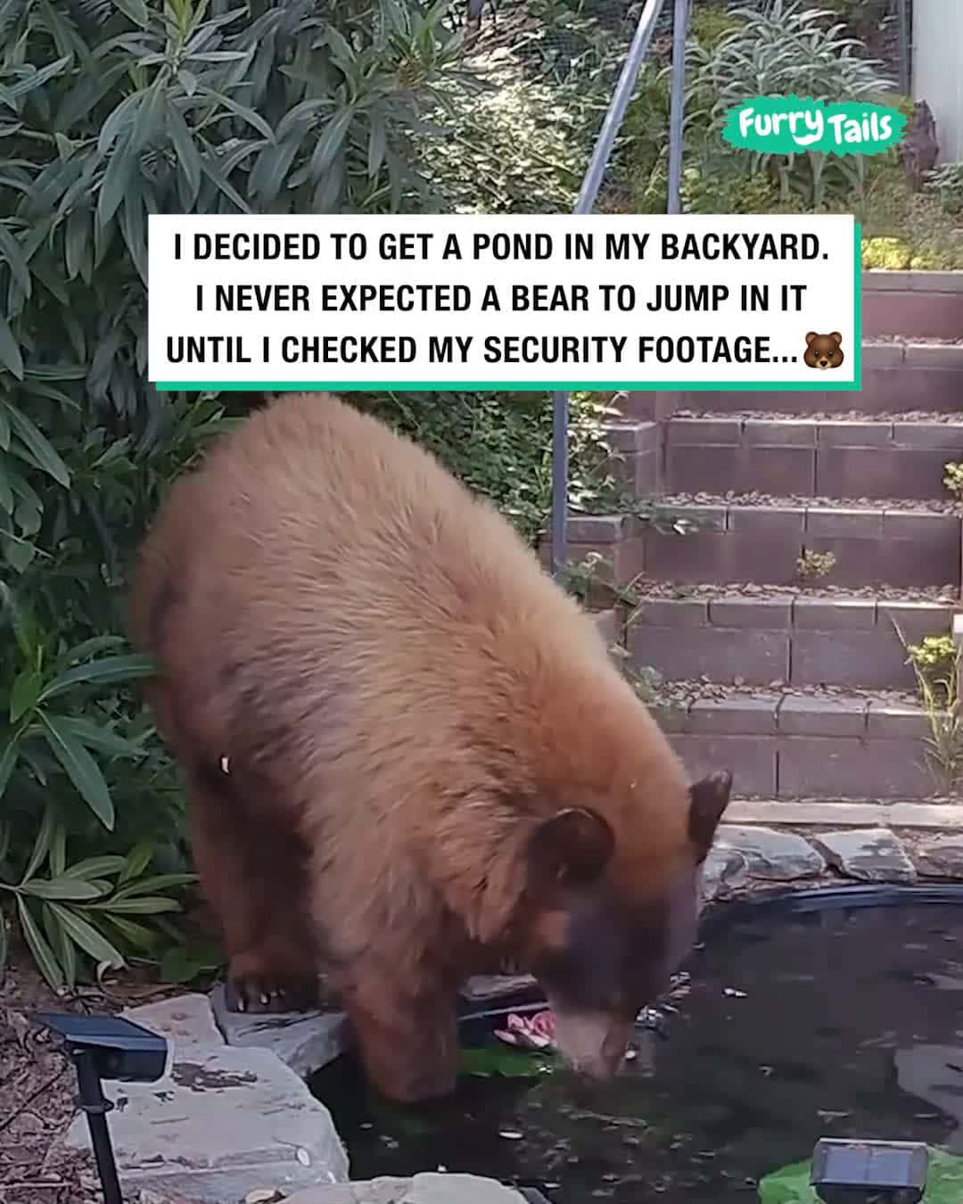 Cover for Bear cools off in a backyard pond 🐻