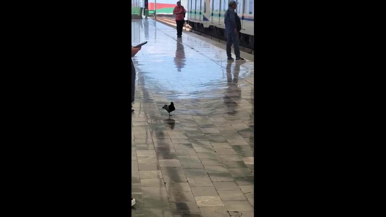 Cover for Feathered fighter proves that one leg is enough to keep life moving