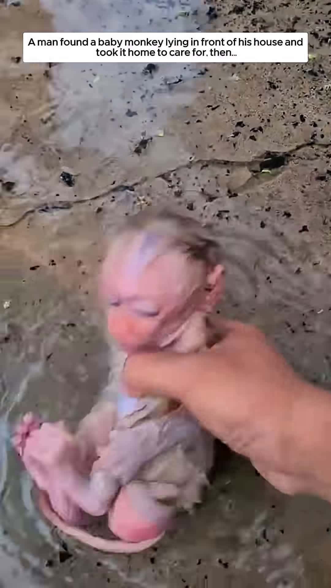 Cover for A man found a baby monkey lying in front of his house and took it home to care for then