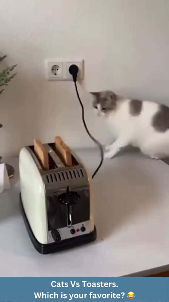 Cover for Cats vs Toasters Compilation  catsoftiktok catsvstoasters catvstoaster cat cats c 64235 #us