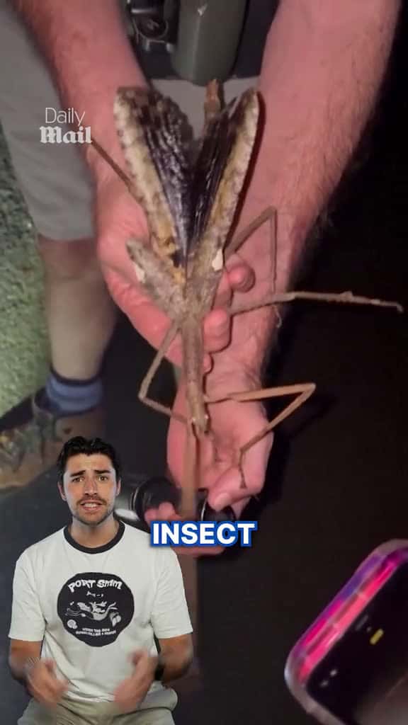 Cover for Australia just keeps finding ways to make us say nope A giant new species of stick insect with a supersized wingspan has been discovered in a remote rainforest in Australia. #australia #animal #bug #discover #news #scary  creat...