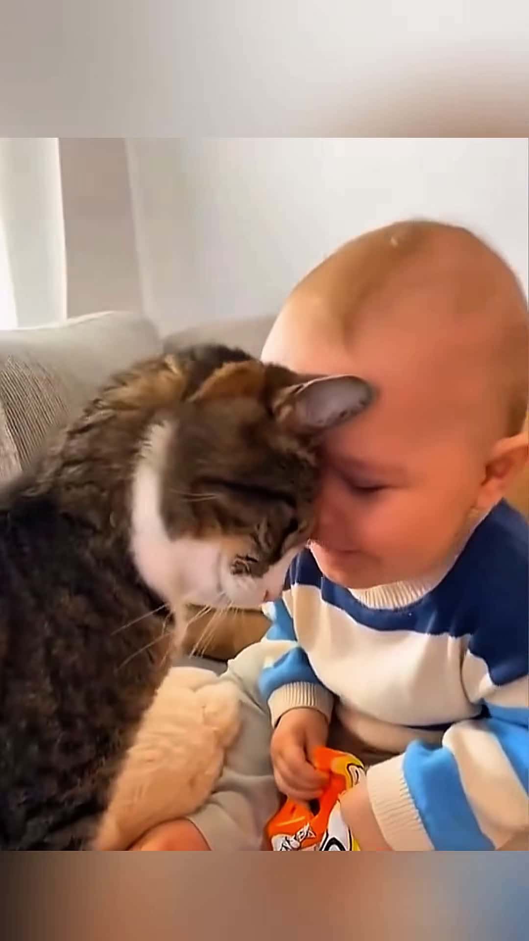 Cover for Funny stories about babies and cats 🥰❤️  #Pet #cat #dog #cute #animals #foryou #typ 