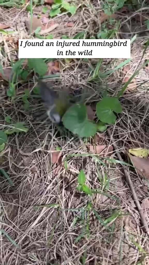 Cover for I found an injured hummingbird in the wild rescue animal fyp hummingbird 58507 #trendingscoopz