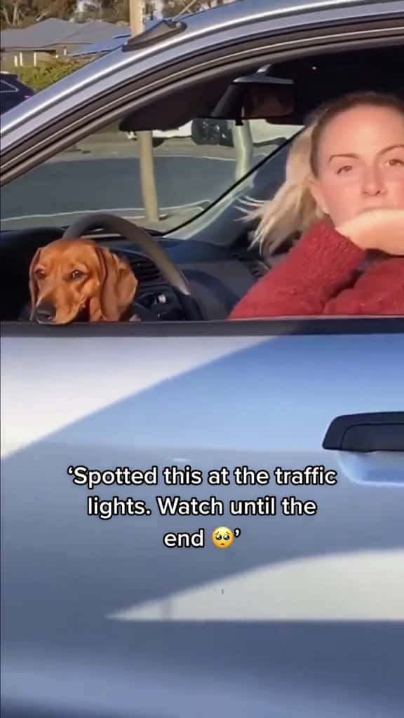 Cover for polite dog dog funny funnyanimals funnypets animals dogsofttiktok pet foryou longervideos 71359 #us
