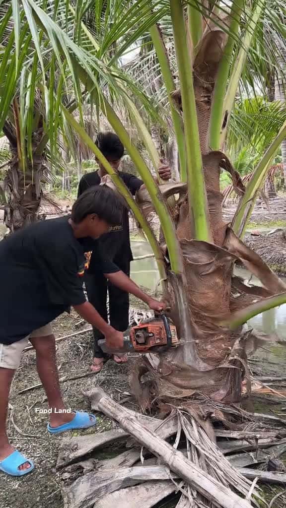 Cover for 16-year-old boy cuts coconut shoot to support his family. . Shop name 0860138482 asmr food 55326 #nicevideo
