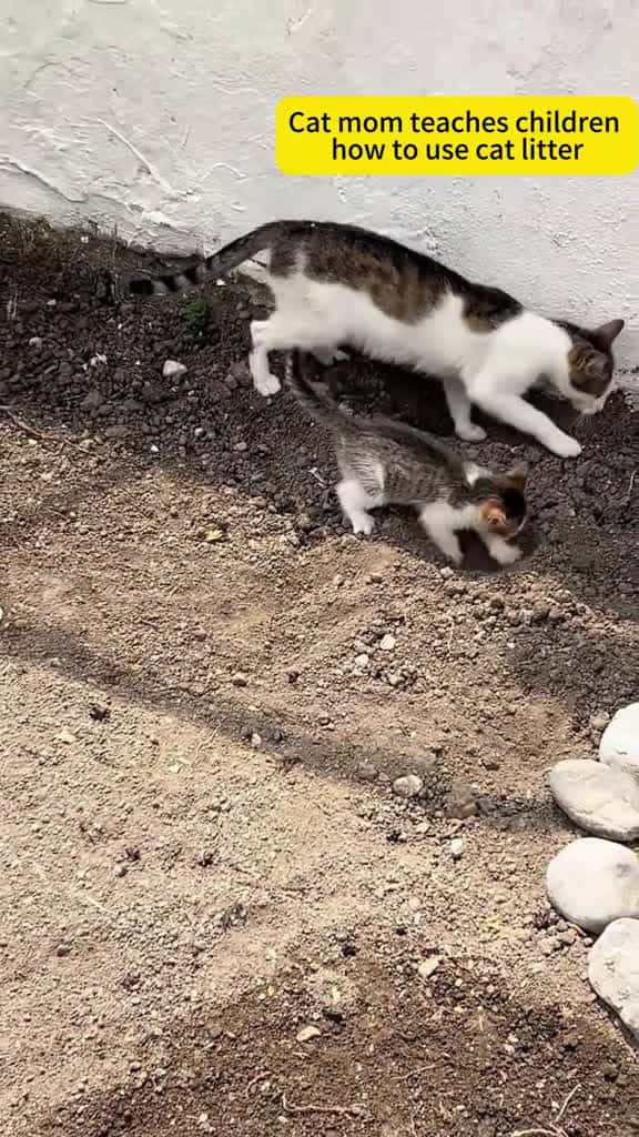 Cover for Cat mom teaches kitty how to use the litter bin😍😍😍