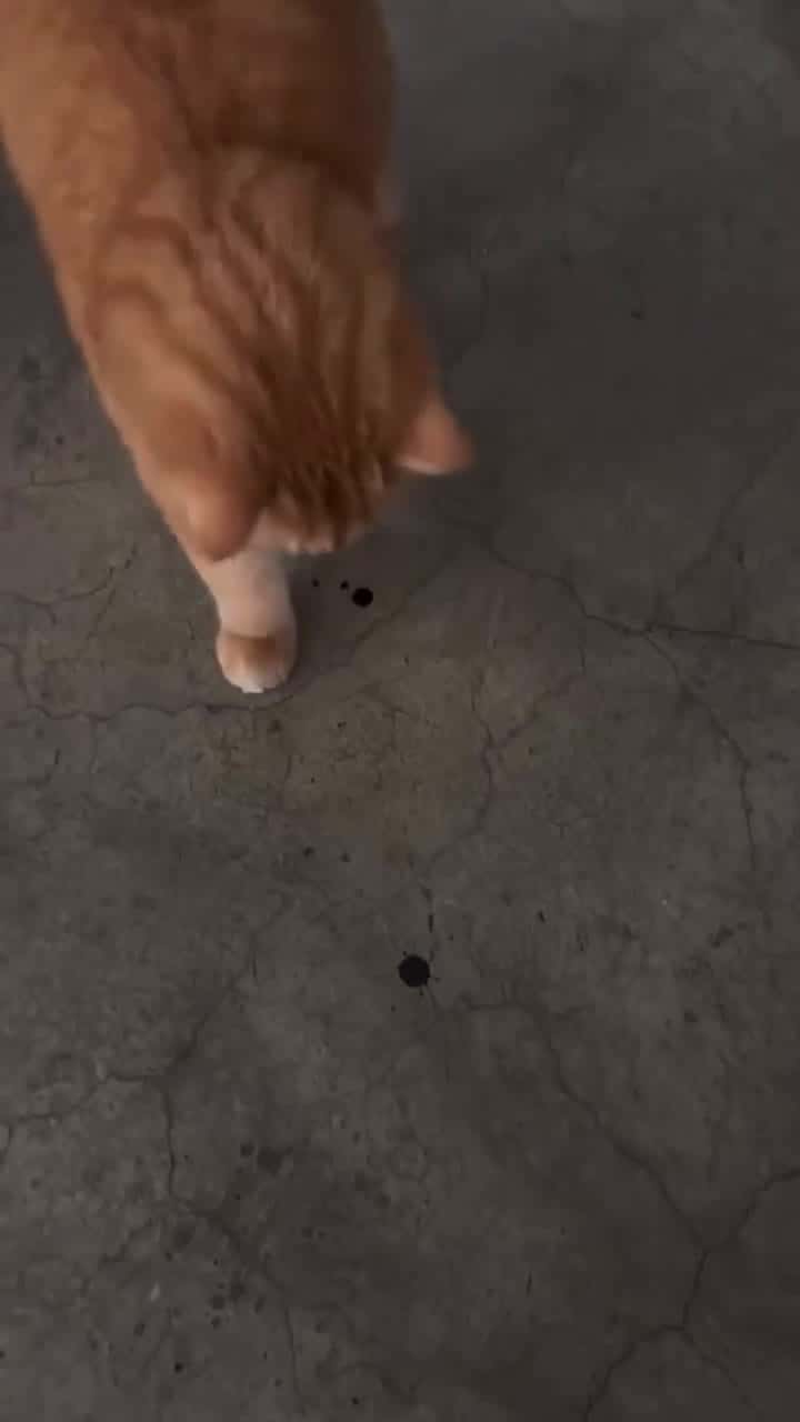 Cover for Those tiny dots just activated him, watch his reaction! 😂 #FunnyReaction #ViralVideo #MustSee