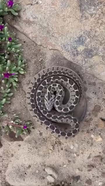 Cover for Its moves are beautiful 🤯🤯🤯♥️