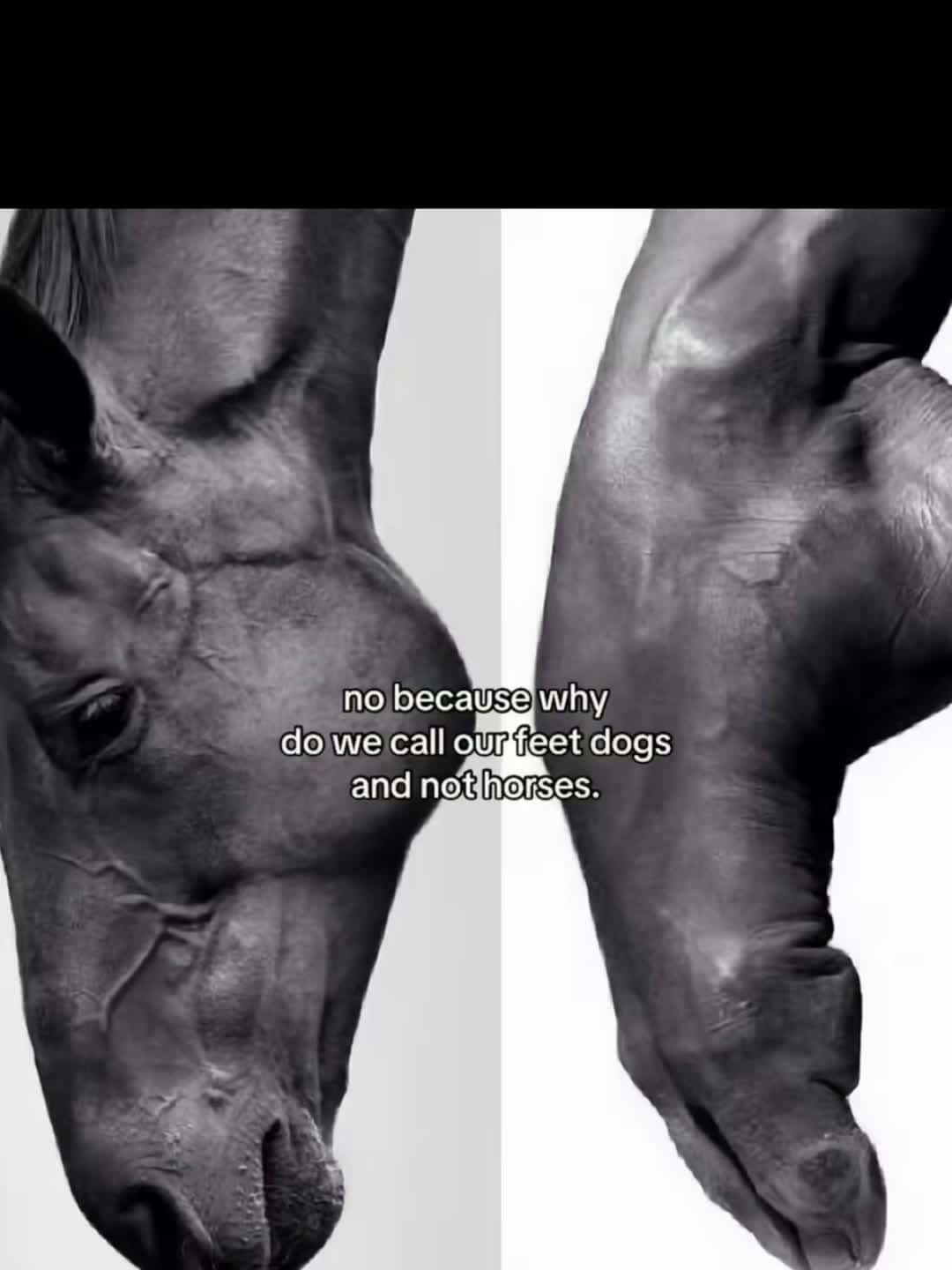 Cover for 🐴