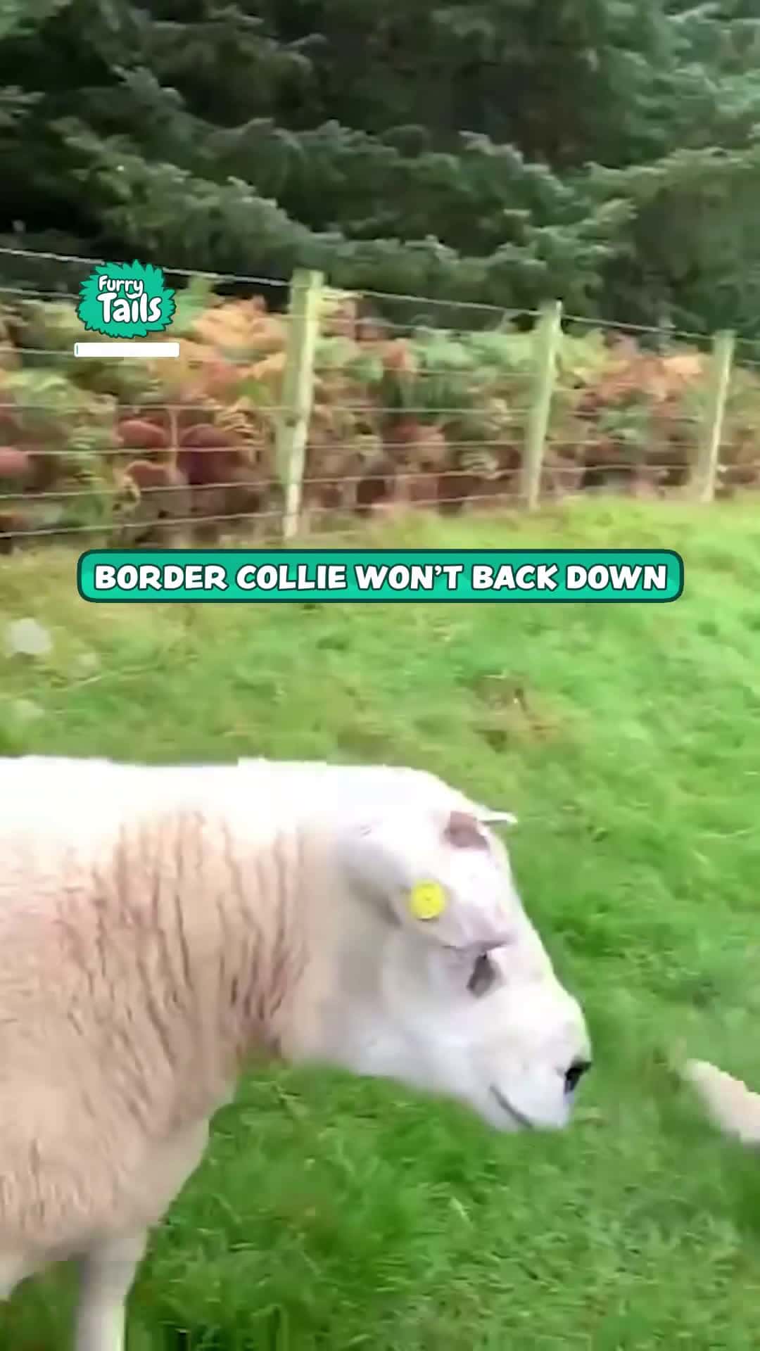Cover for Border Collie won't back down