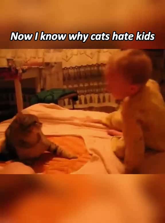 Cover for Now I know why cats hate kids fyp foryou funnyanimasl funnycats catsoftiktok kitten 22878 #trend