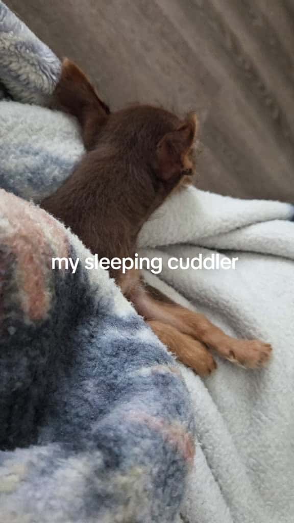 Cover for My lazy cuddler . He's so happy, just laying here and cuddling. While we watch chicago md#autoimmunedisease #dogmom #mividaloca #chorkie  created by Alissa Lynn Zatelli with Unknown’s Original Sound