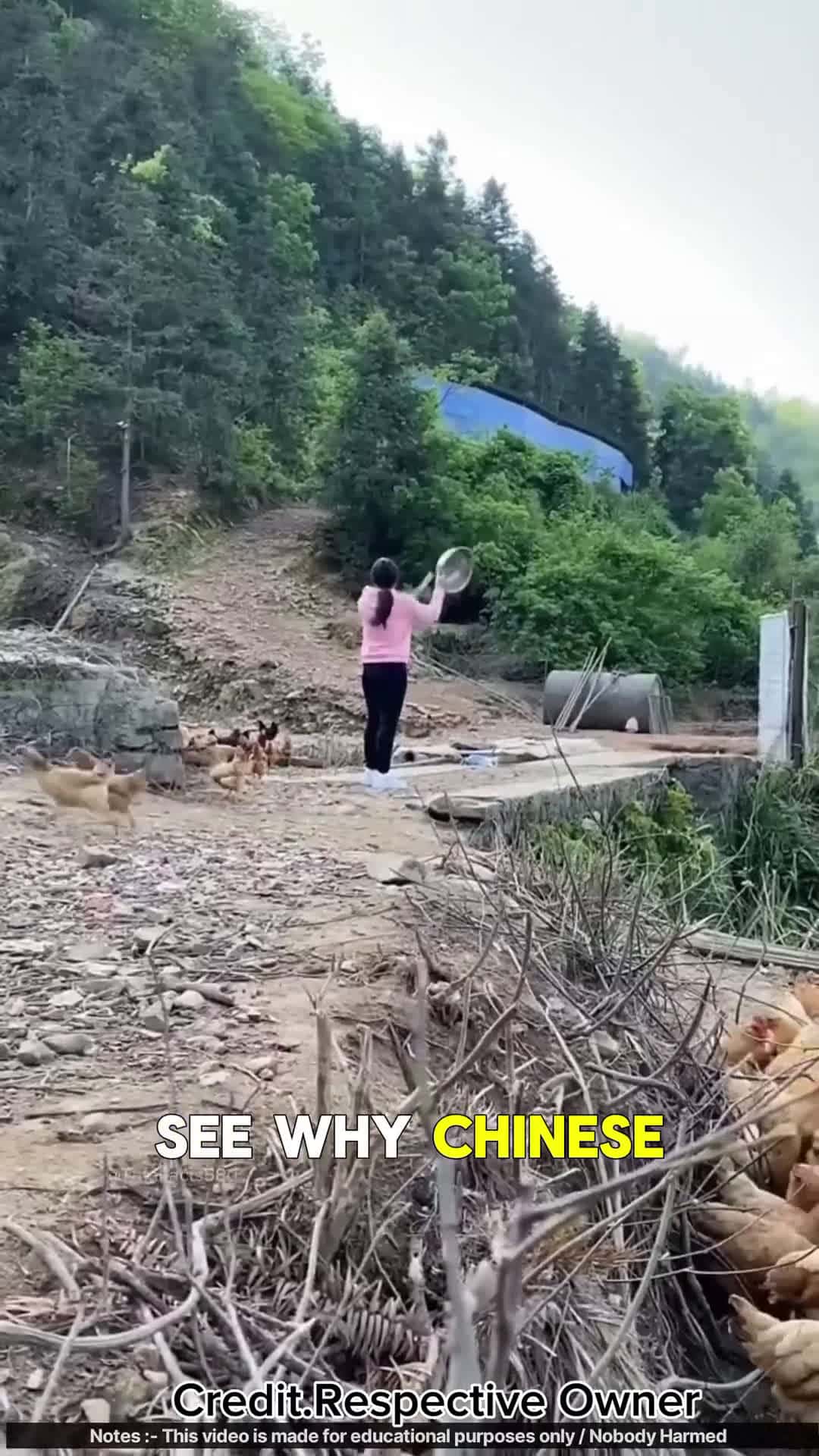 Cover for Why Thousands of Chickens Follow Hershorts