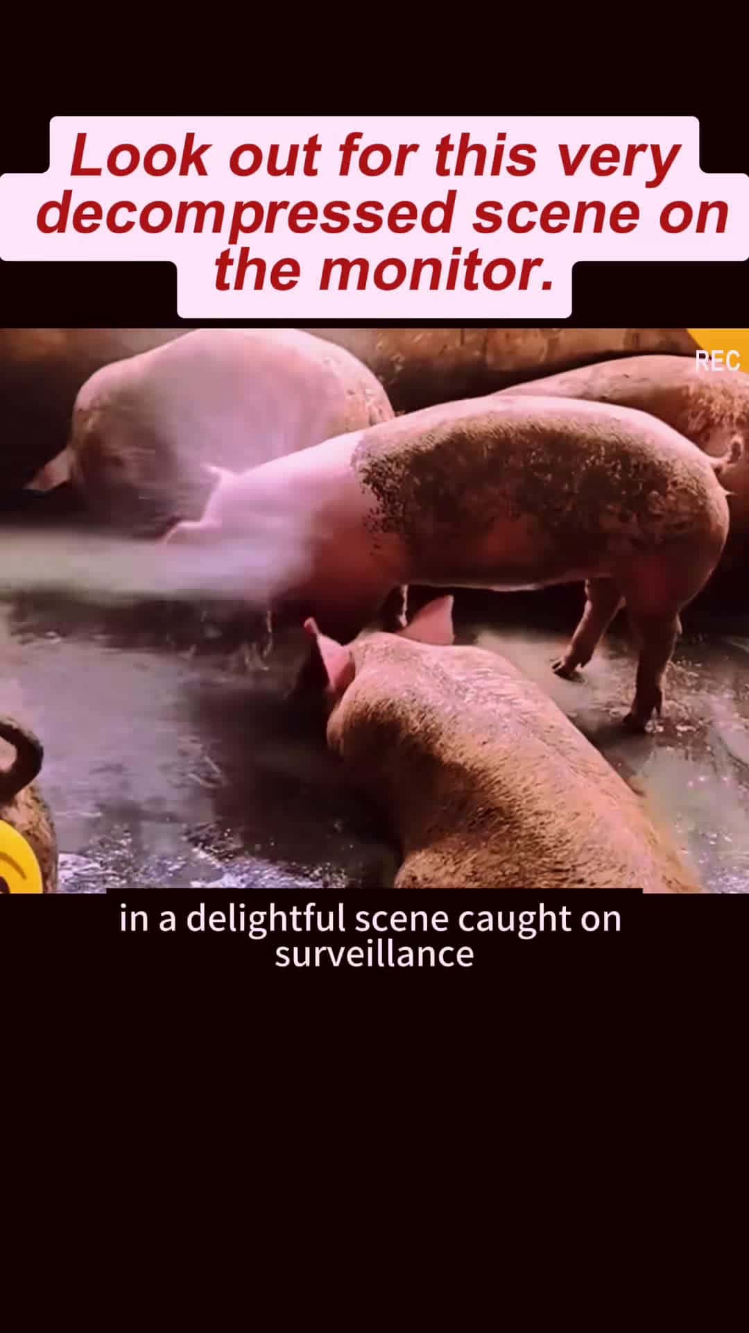 Cover for Look out for this very decompressed scene on the monitor. #hog #cleaner #decompressed #animals #foryou #animalsofetiktok 🔥🔥🔥