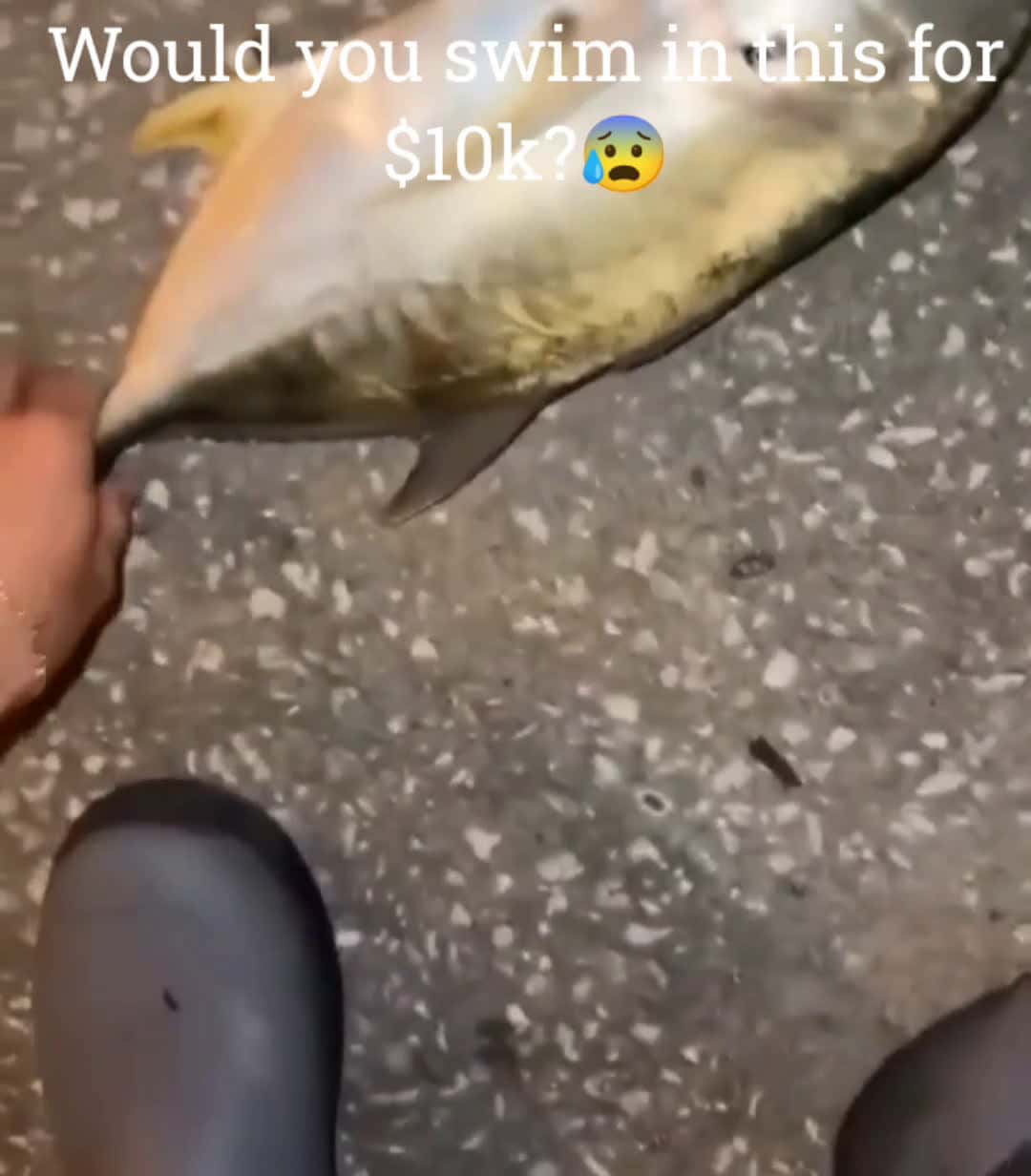 Cover for You doing it? 😨#reels #scary #sharks #fish #caughtoncamera #reels #scoopz #scoopzreels #photography #capcut #fyp #foryou #foryoupage #youtubeshorts #youtube #nicevideo #horror 