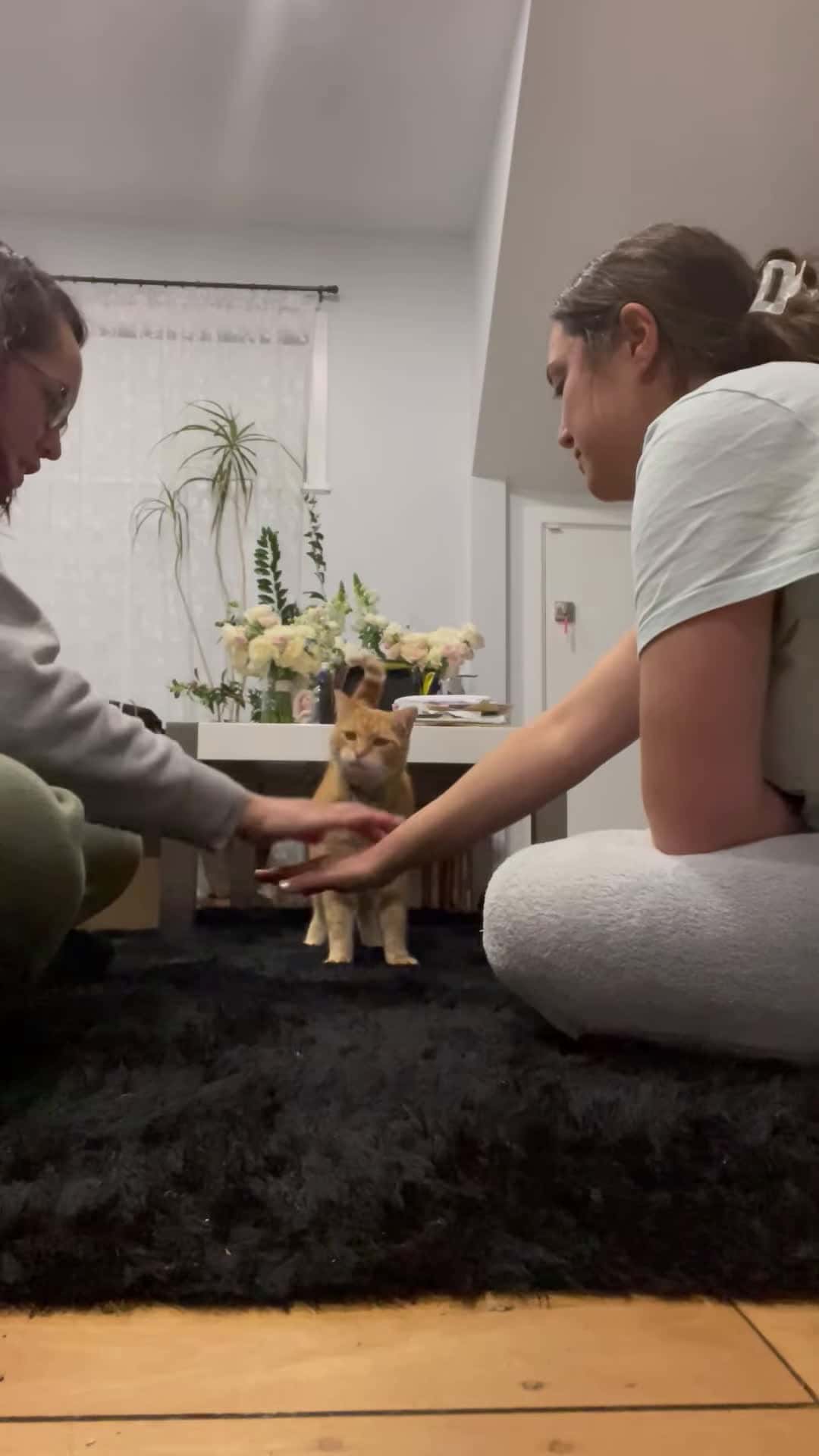 Cover for #CaughtOnCamera Cat Successfully Participates in Hands Stacking Trend.