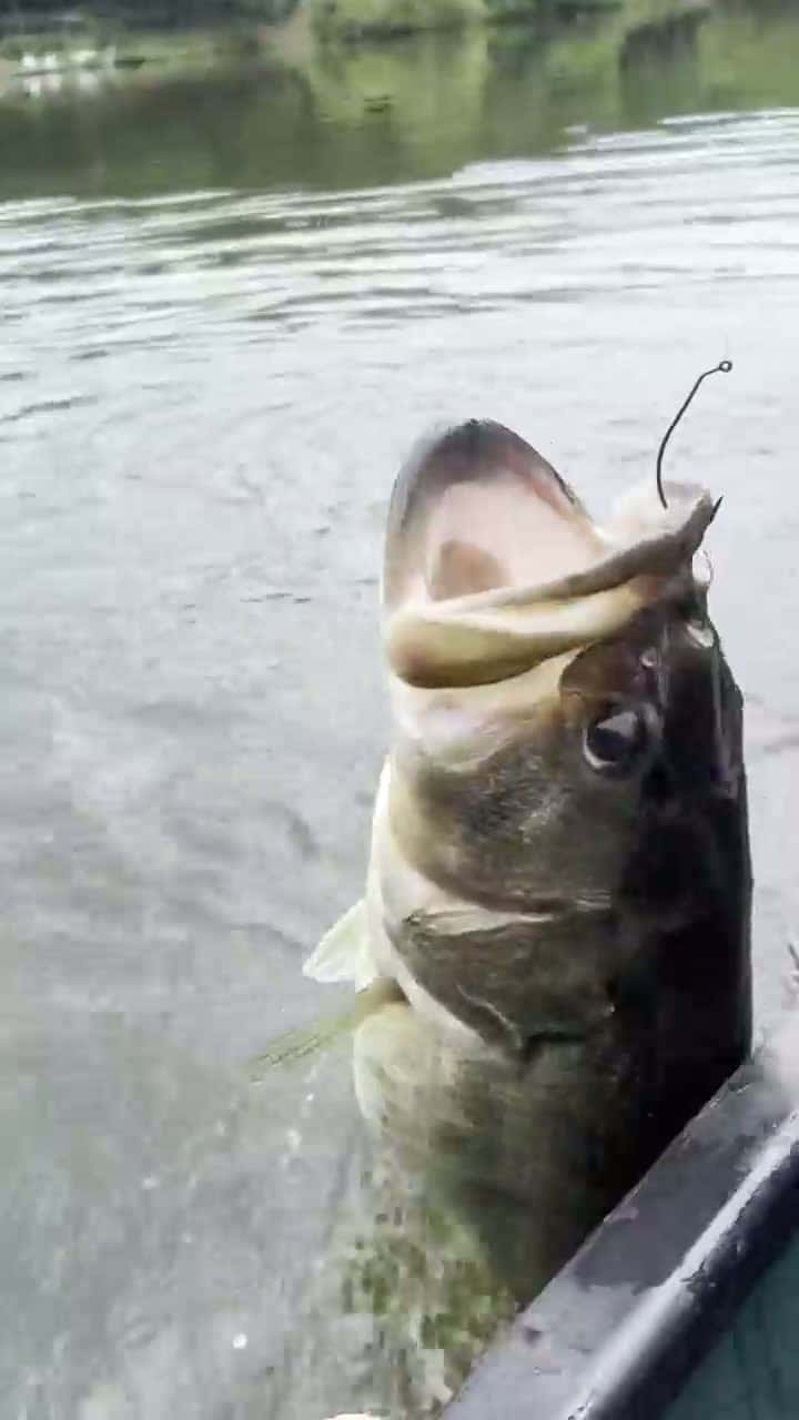 Cover for The monster i caught