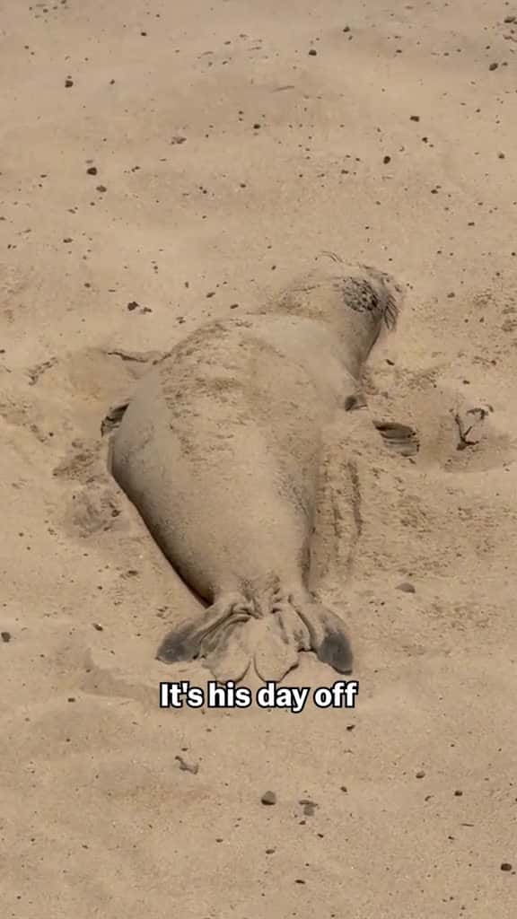 Cover for Bro is having such a good day on the beach... doesn't even know what an excel sheet is...🏖️#Seal #Ocean #Beach #BeachDay