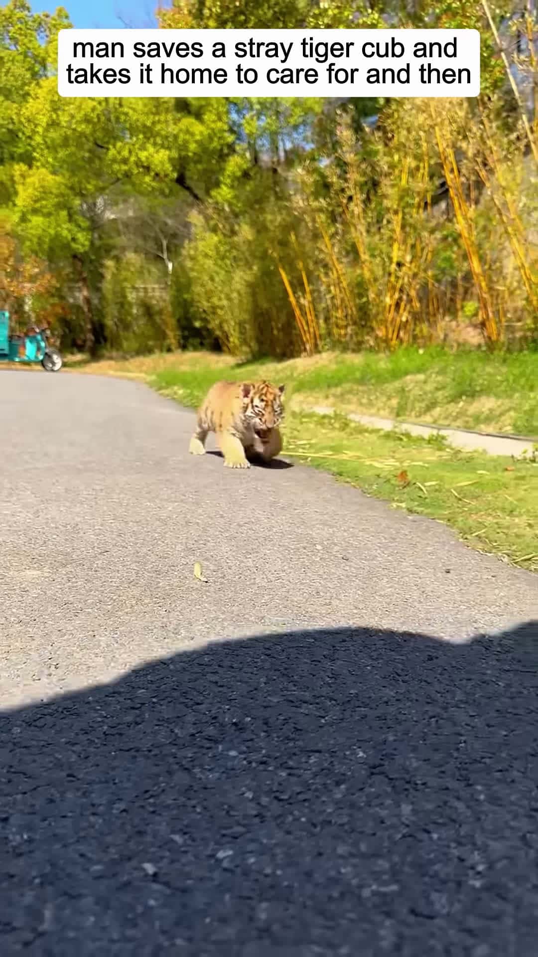 Cover for man saves a stray tiger cub and takes it home to care for and then animalshorts