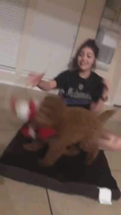 Cover for Dog really wants to play so it chase people and hangs on their clothes