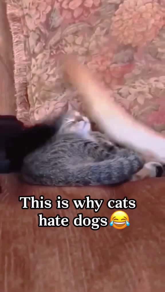 Cover for Funny meow  #funny  #funnyvideos  #fun