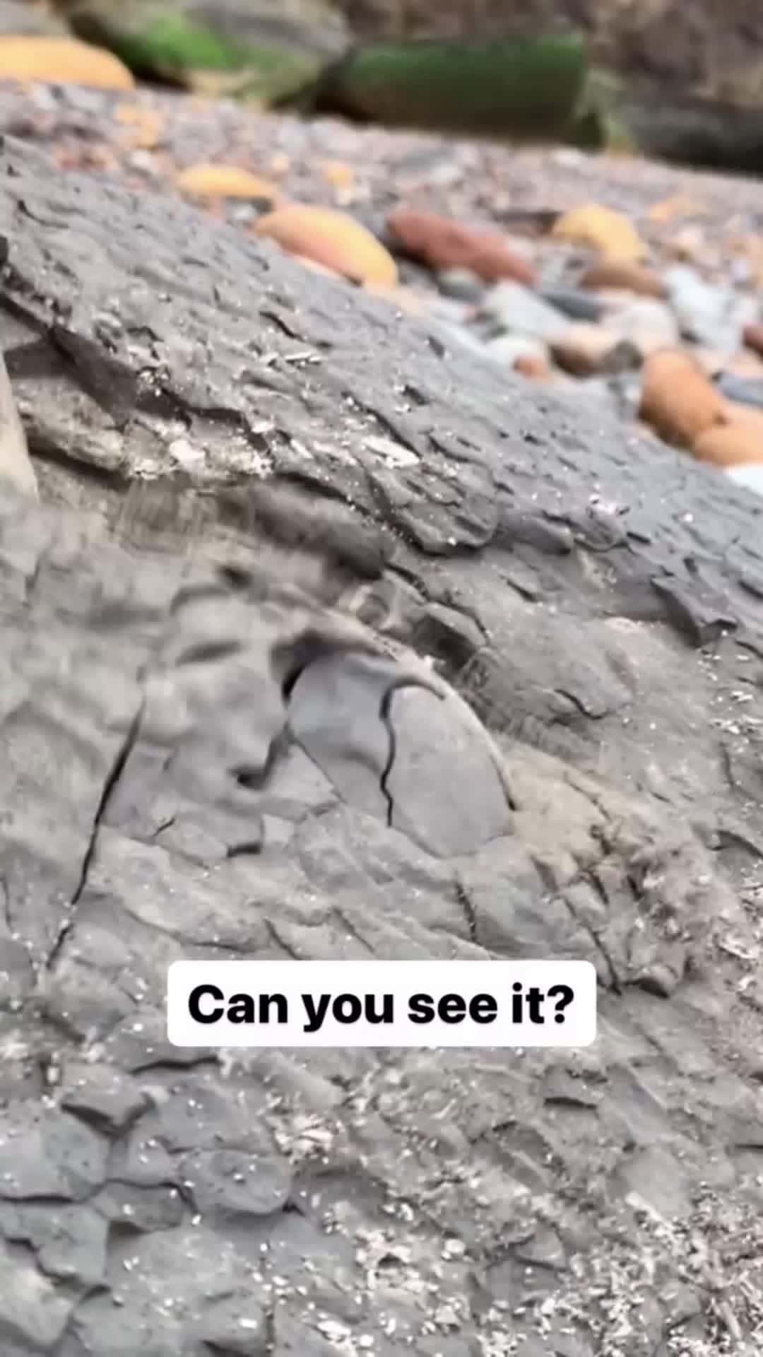 Cover for We found a limestone rock and opened it, in the search for more fossils! 🤯 Take a look and see if anything was inside! 🏝️ You win some, you lose some! 🌅 For ammonite rocks to crack open, 