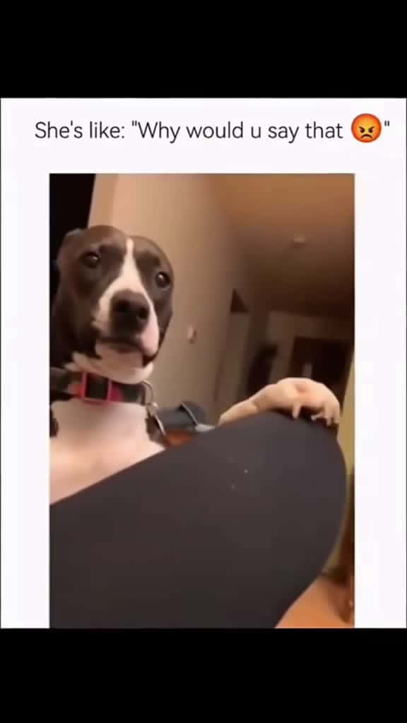 Cover for Funny and cute dogs compilation #funnydog #funnypet #cutedog #dogsoftiktok #doglover #dog 48