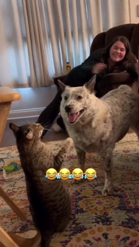 Cover for Dog Body Slams Kitten!