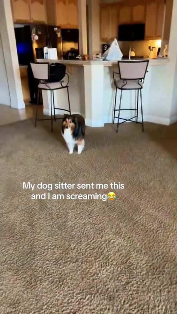 Cover for Smartest dog ever at hide and seek fyp dog dogs doglover dogsoftiktok 38711 #trending