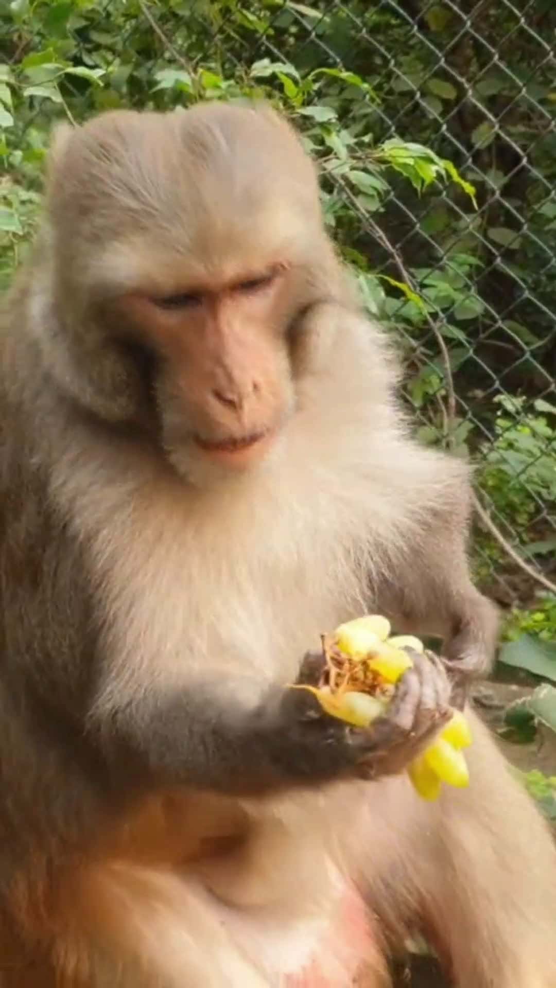 Cover for happy monkey  #feedinganimal
