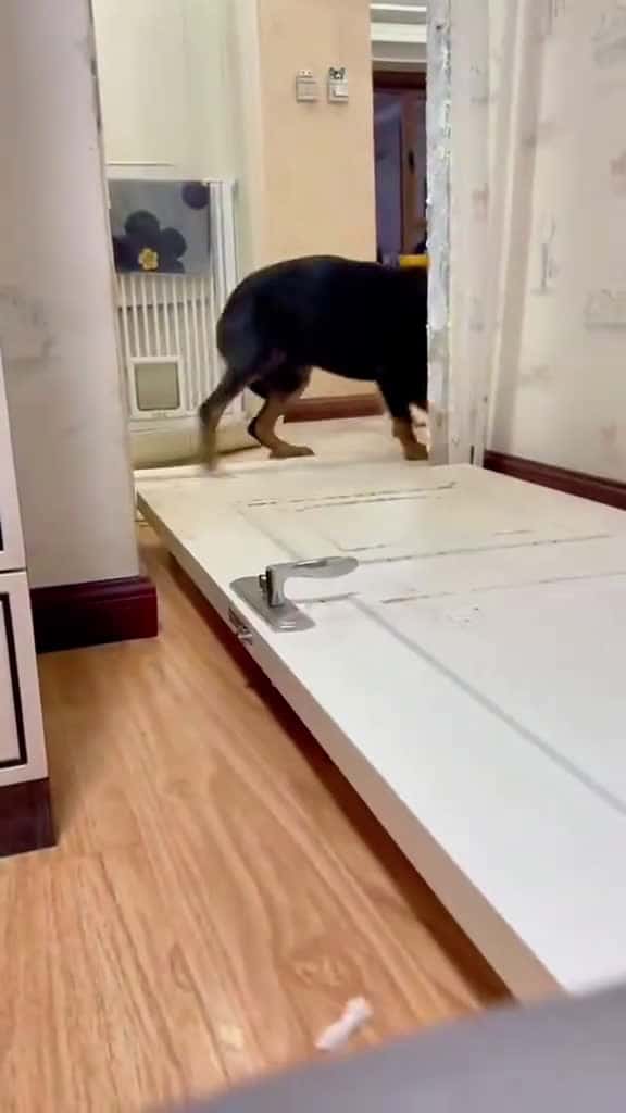 Cover for Dog Demolition 😂#tiktok #foryou #usa🇺🇸 #dogsoftiktok #fypシ゚viral #funnyvideos  created by 101 with 101’s original sound