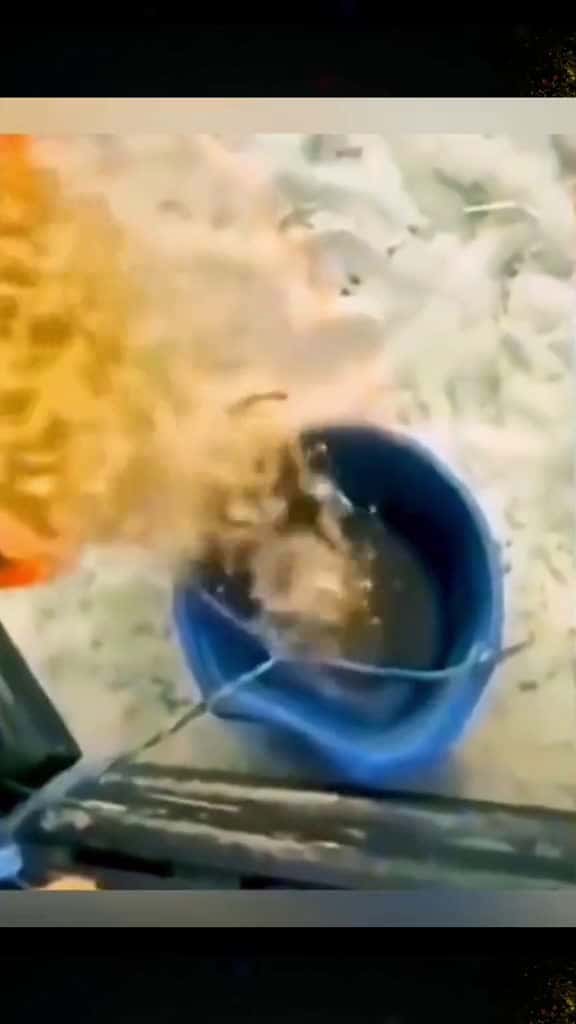 Cover for funny funnyanimals cuteanimals pet fyp 15982 #shortvideos