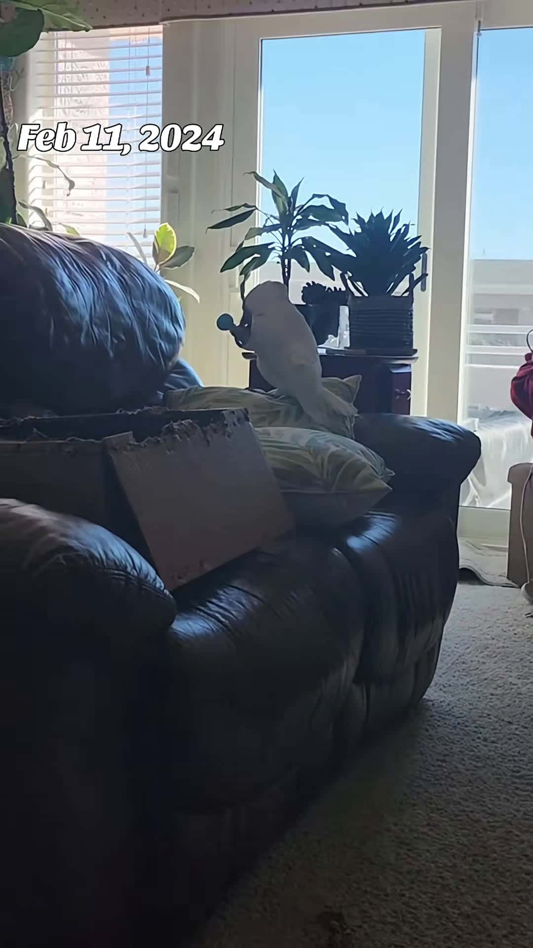 Cover for he loves hanging out on the couch, makes him feel like one of the peoples #BanditTheCockatoo #hangingout #toys #parrotsoftiktok #talkingparrot #cockatoo #umbrellacockatoosoftiktok #umbrellacockatoo #talkingbird #parrot #attitude #personality #bird #birb ##birdsoftiktok #birbtiktok #birbturd #birbtok #birdsofinsta #cockatoosofinstagram #parrotsofinstagram #tiktokfamous