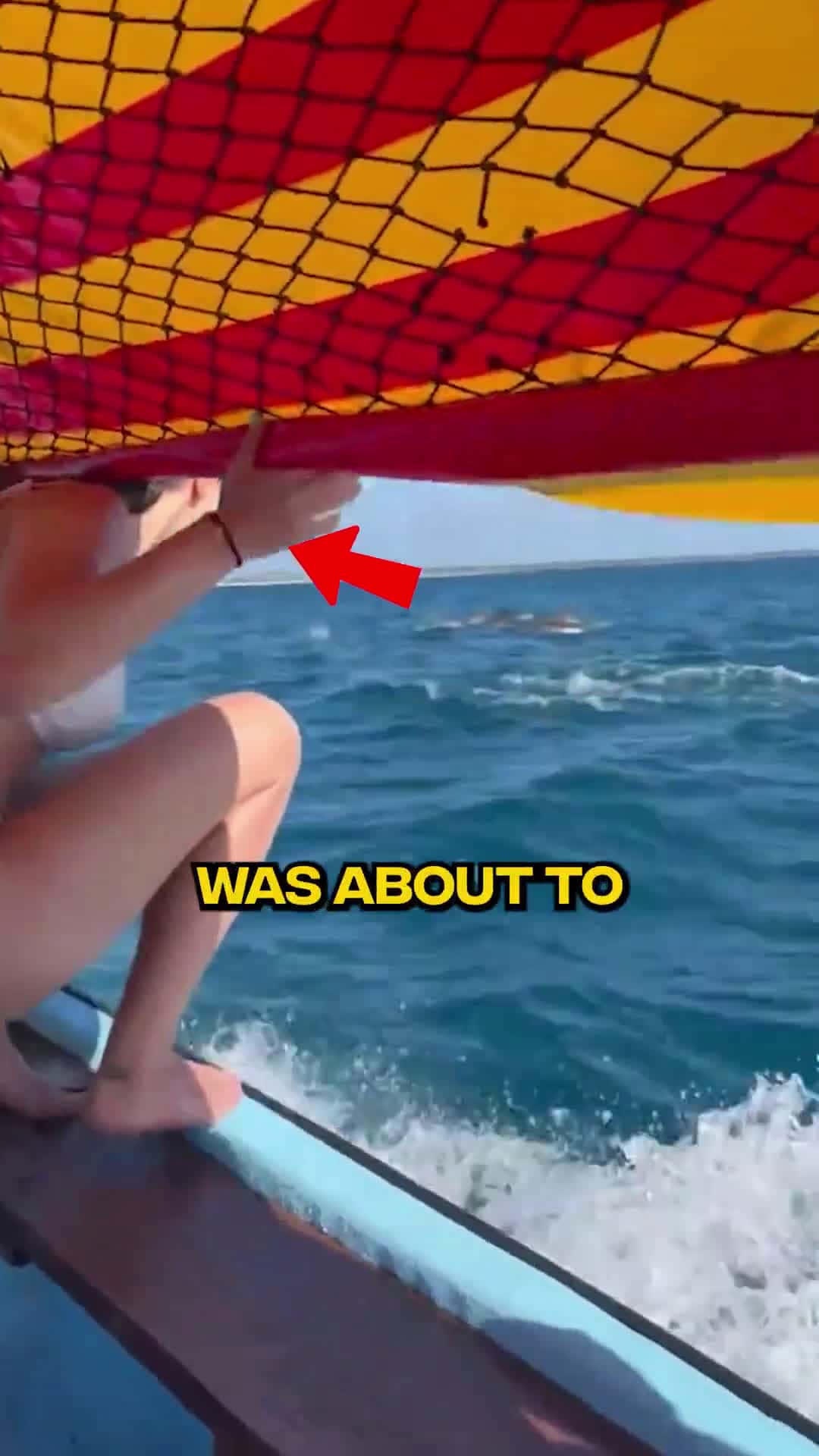 Cover for This Woman Swim With 3 Dangerous Dolphins