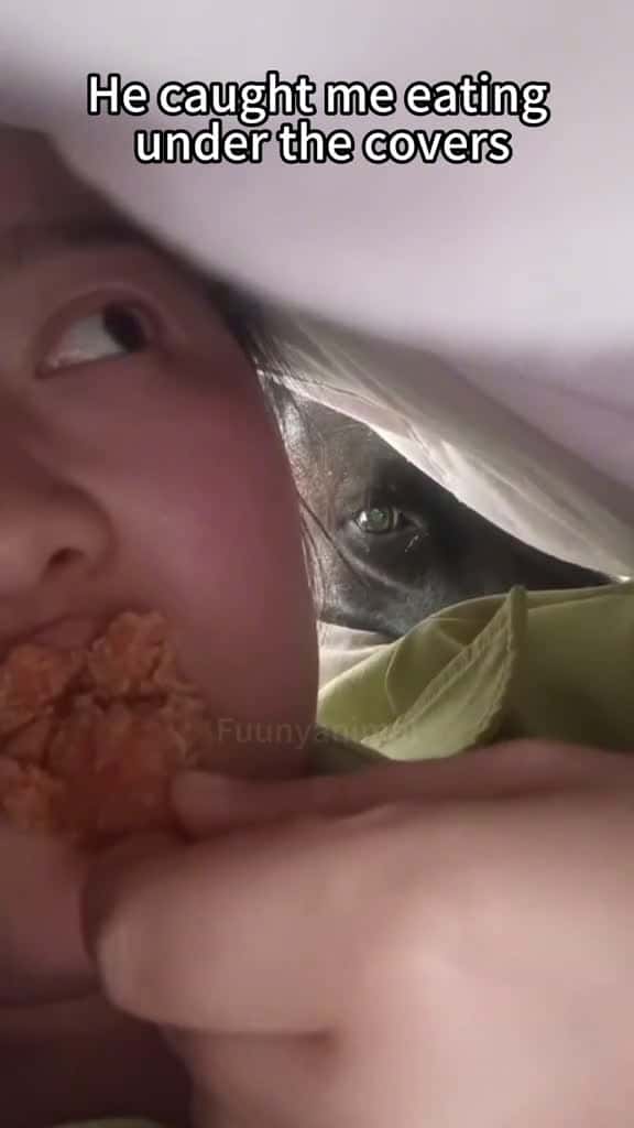 Cover for Greedy dogsfunnyvideos tiktok funnypets dog funnydogs 24279 #us