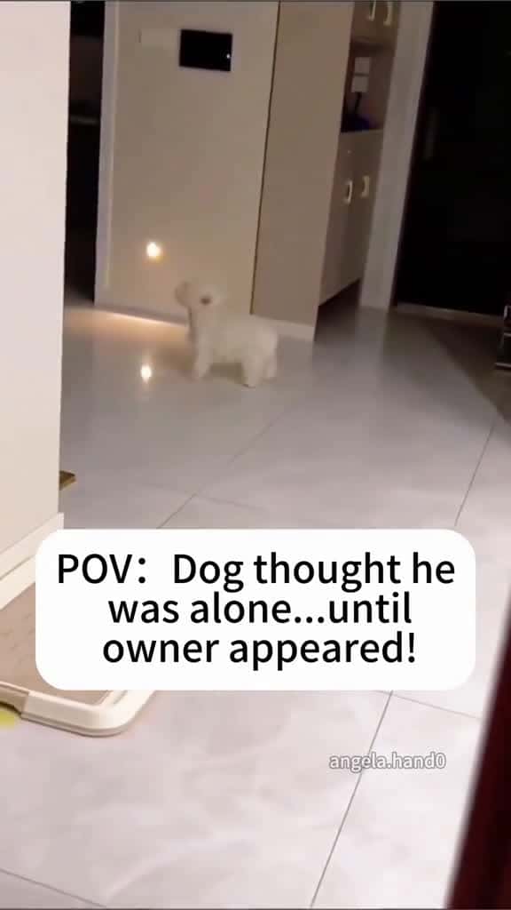 Cover for The dog thinks I m not home VideoEvidence foryou fyp funny dog 61342 #us