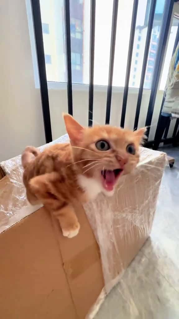 Cover for The softest little scream cat kitty fyp catlover catsoftiktok 00174 #trending