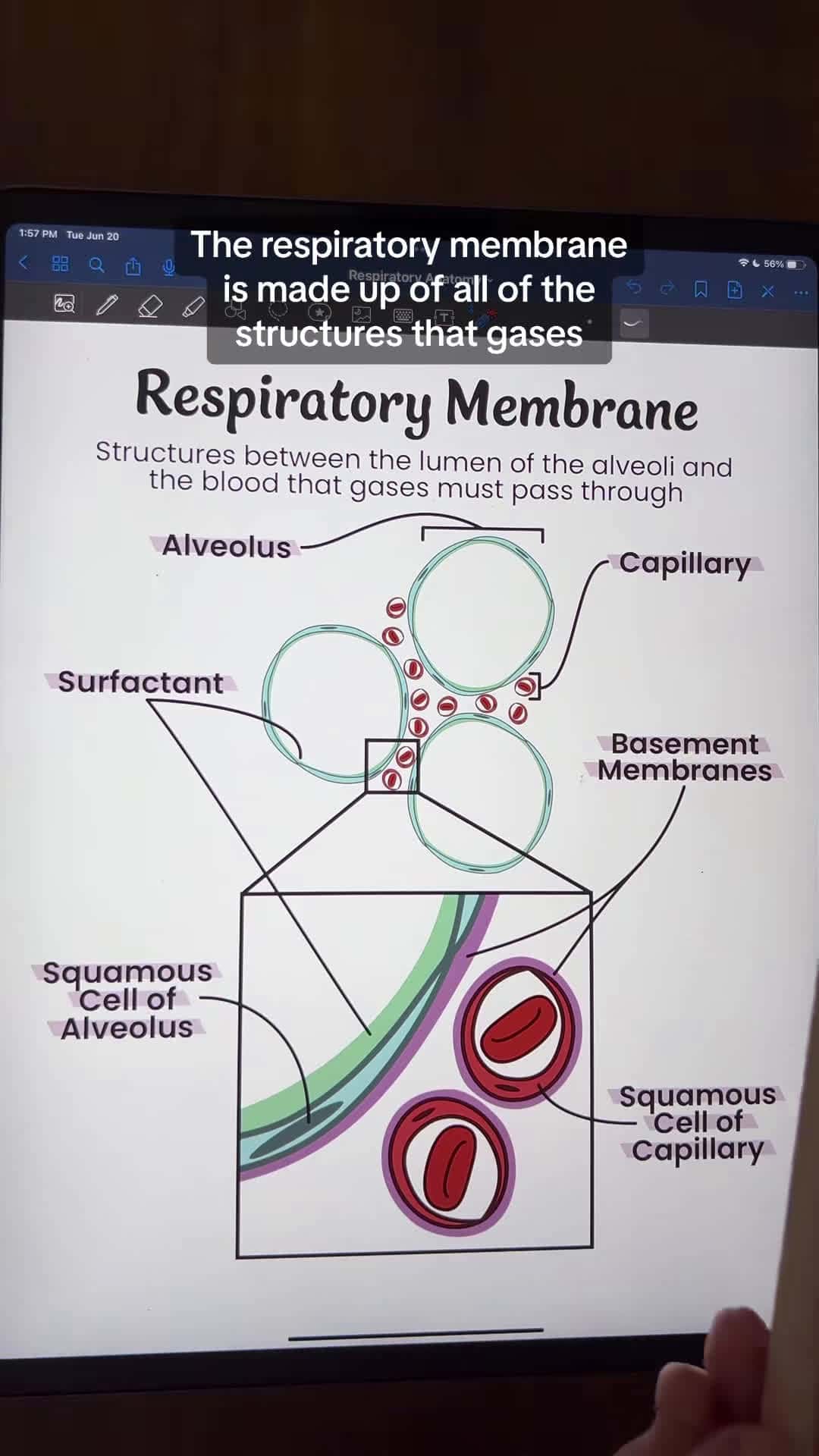 Cover for Structure of Respiratory Membranes #fyp #fypシ  #antomy #physiology #anatomyandphysiology #studying #anatomystudent #anatomylesson #futurenurses #biologymajor #biologystudent #premed #futurepa #student #studying #goodnotes #respiratory #respiratorytherapist #pnuemonia #histology
