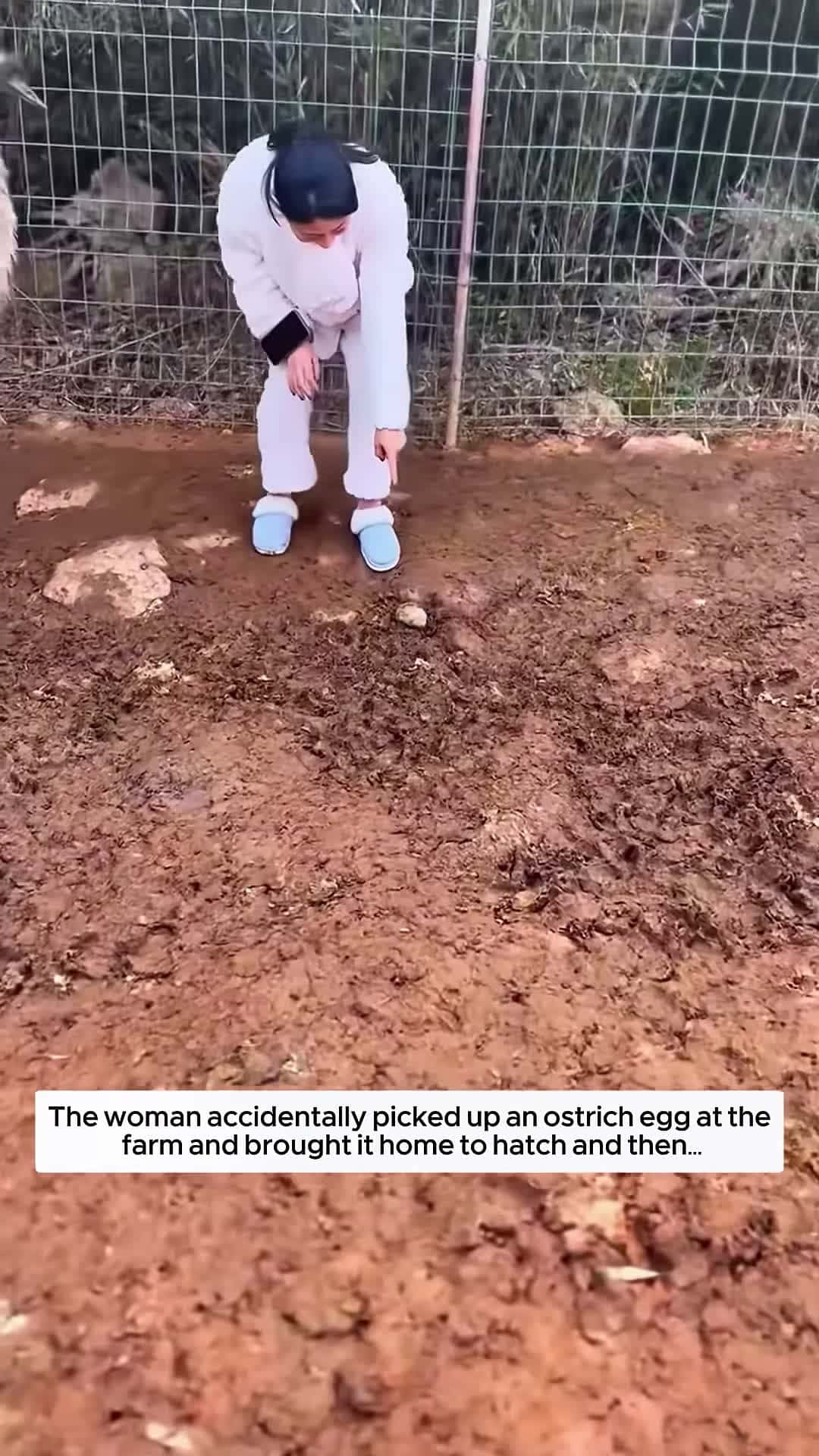 Cover for The woman accidentally picked up an ostrich egg at the farm and brought it home to hatch and then