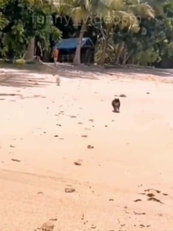 Cover for Funny Videos,cats and dogs #funnyvideos #cat #dog #pet #funny_videom 