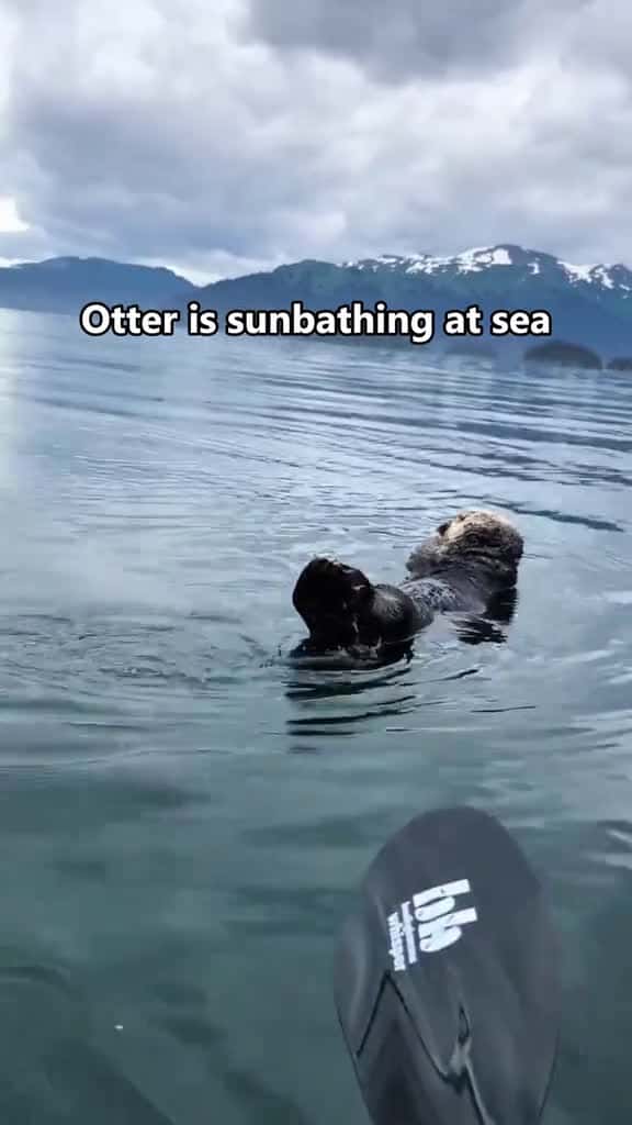 Cover for Otter s Rest Time otter tiktok foryou fyp Love 19103 #trending