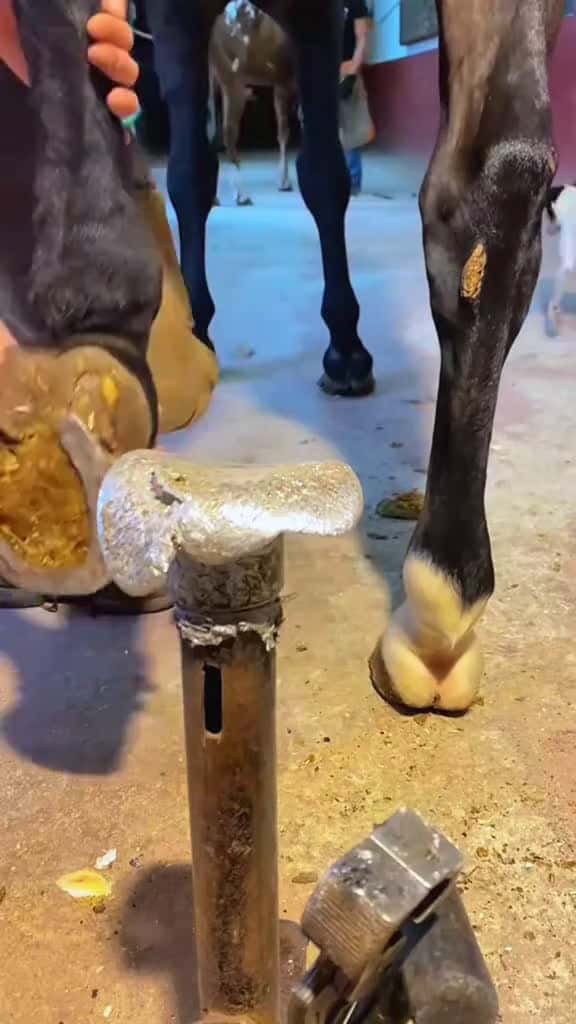 Cover for farrier horse viral horses fyp hoofcare viralvideo farriersoftiktok hoof farrierlife ASMR 74094 #followMe