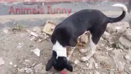 Cover for Doglover funny videos #animal #dog #doggrooming #dogwalking #digitalart #dogtraining #doglover #doglife #dogoftheday #fog #funnyreels #funnyvideo #funnymemes #funnyanimals #fu